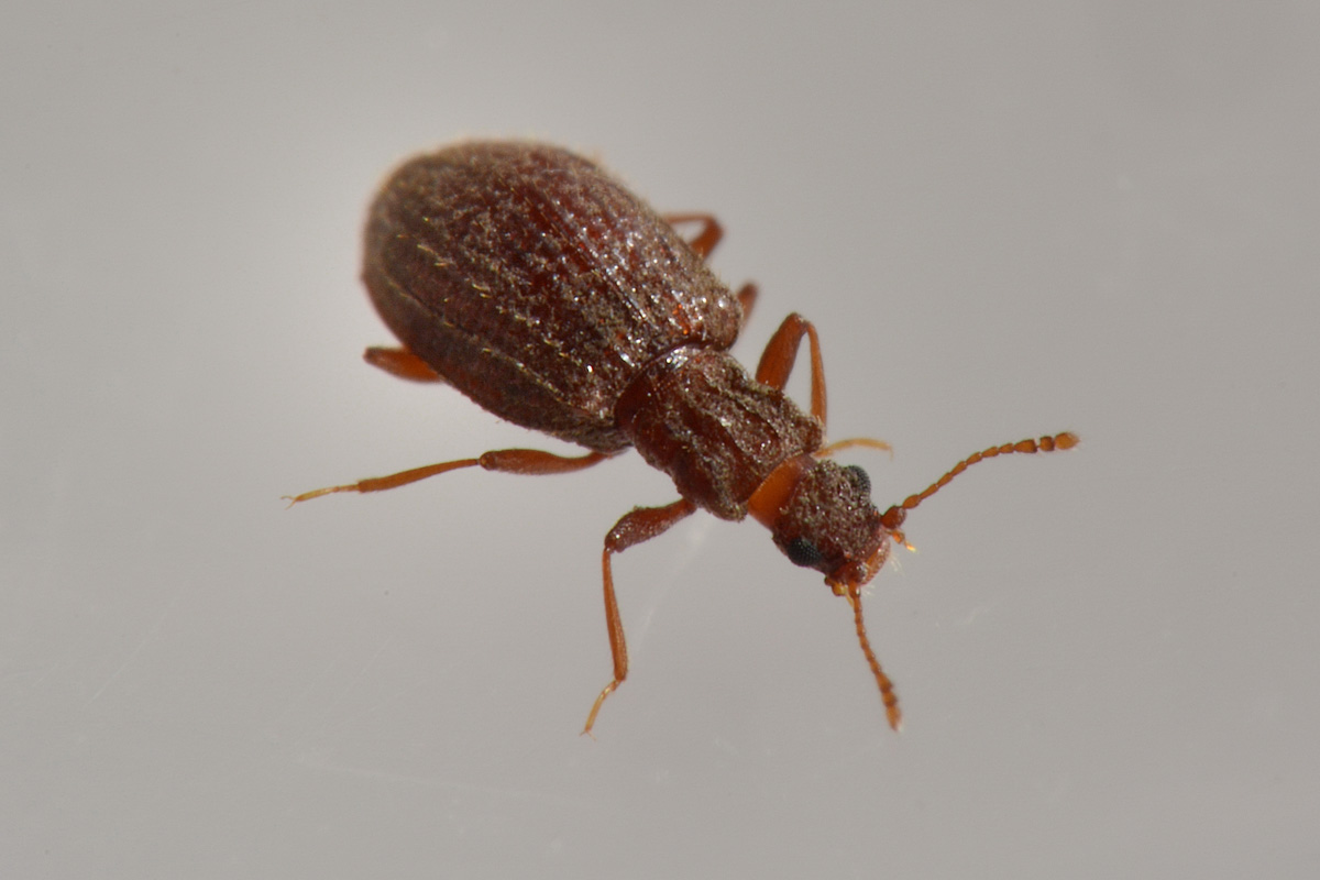 Latridiidae: Stephostethus sp?  S, S. angusticollis e Latridius minutus (cfr.)